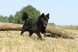 SCHIPPERKE 125